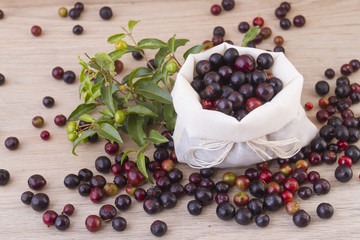 Fruits of wild grapes on different backgrounds (Vaccinium meridionale)