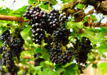 vineyard , grapes harvest