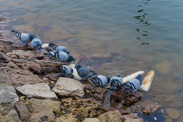 Fototapeta premium Pigeons eating bread in a pond in Madrid 