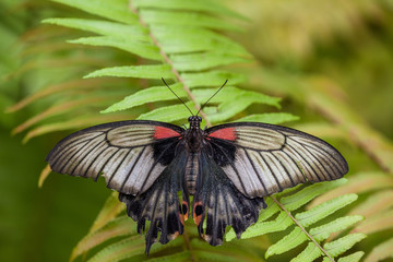 Wild Butterflies in Saint Martin