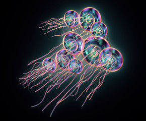 jellyfish swimming isolated on black