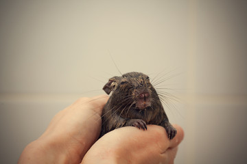 wet rodent in hands