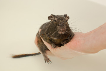 wet rodent in hands