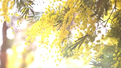 Mimosa tree.