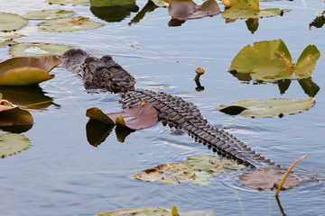 Alligator Swimming in Taylor Slough, a freshwater sawgrass marsh at Everglades National Park near Anhinga Trail, Florida, USA. 