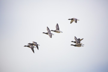 Bernaches en vol © Jean-Paul Comparin