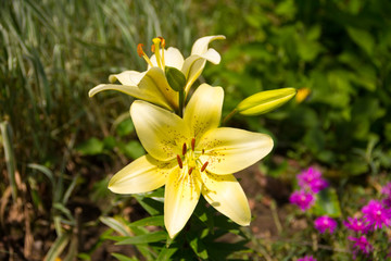 Solar tiger lily with open flowers and buds of a bright sunny day in the garden