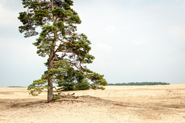 Tree in Hoge Veluwe