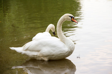 two beautiful white wild swan resting on the calm surface of the water autumn day in park