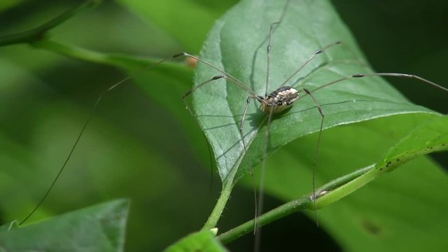 A spider, Pholcus phalangioides, known as the daddy long leg on a leaf
