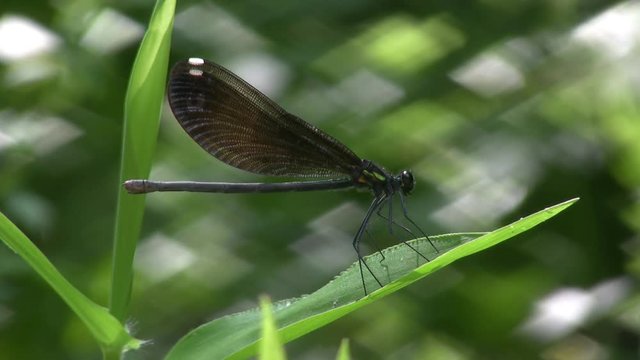Dragon fly chewing some sort of bug or something he caught.  He eats then flies away.
