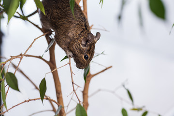 rodent on branch, background of wild nature