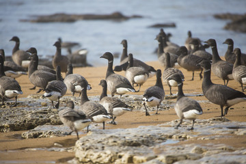 Bernaches en migration