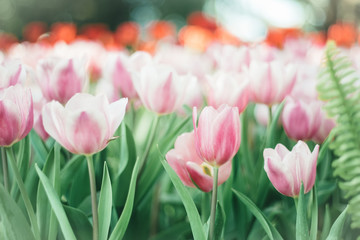 Tulip. Beautiful bouquet of tulips. colorful tulips. tulips in s