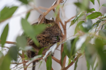 rodent on branch, background of wild nature