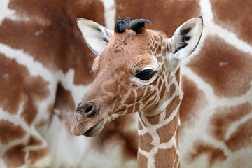 Naklejka premium Giraffe baby
