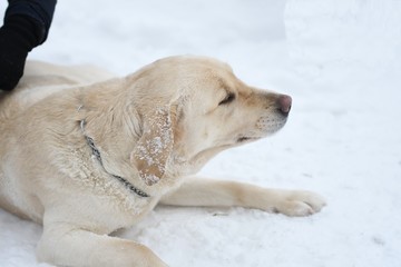 Dog breed Labrador
