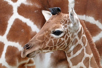 Giraffe baby