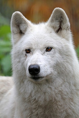 Obraz premium White Hudson Bay Wolf