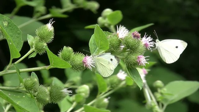 A group of Pieris brassicae on some flowers.
