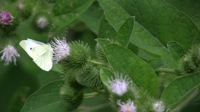 A group of Pieris brassicae on some flowers.
