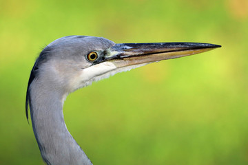 Blue Heron
