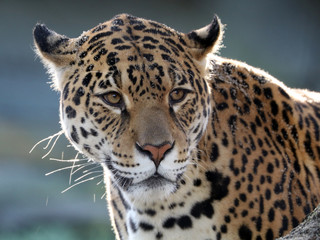 Obraz premium Jaguar