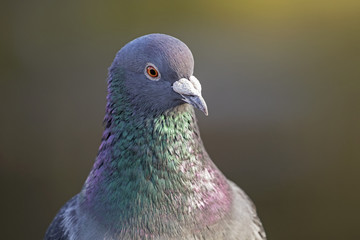 Pigeon