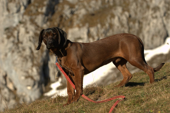 Bayerischer Gebirgsschweisshund