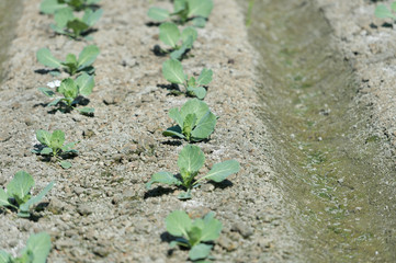 view of a freshly growing cabbage field.