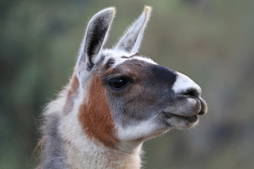 Lama