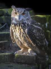 Eagle-owl