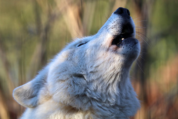 Naklejka premium Howling white wolf