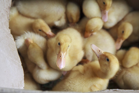 Little ducks are in a cardboard box. Agriculture