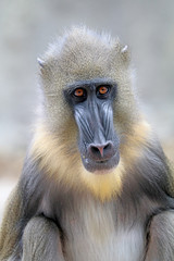 Mandrill