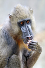 Mandrill