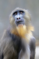Mandrill