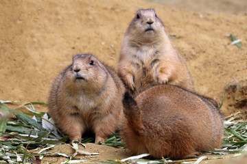 Prairie dog