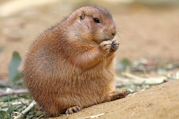 Prairie dog