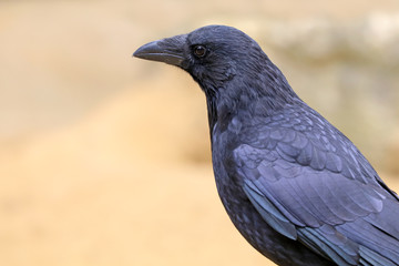 Crow