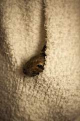 rodent in pocket