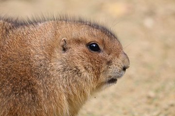 Prairie dog
