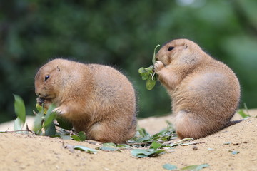 Prairie dog