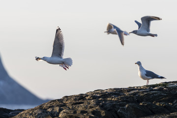 Möwe © finkandreas