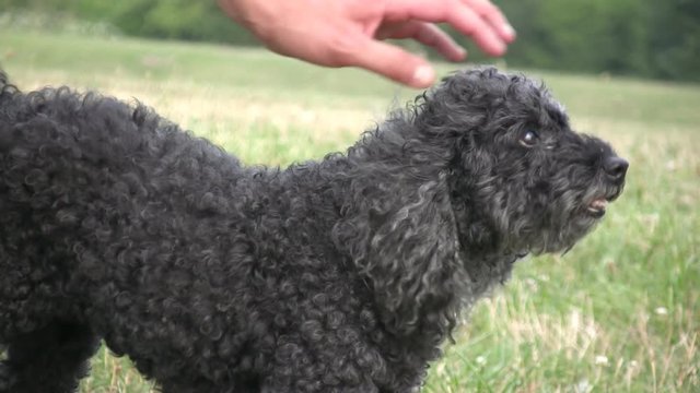 Man pets black poodle in the grass.  Dog loves it.
