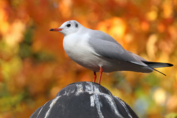 Gull