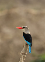 Grey-headed Kingfisher 