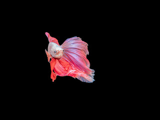 Betta fish, moving moment of Siamese fighting fish isolated on b
