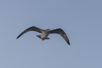 Möwe