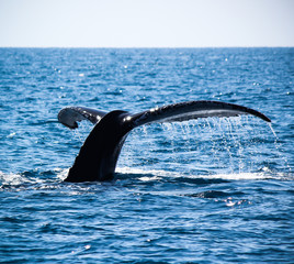 Humpback whale in Broome, western Australia
